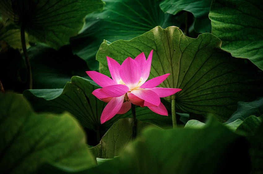 Blumen, Blätter, Lotus, Blume, Pflanze HD-Hintergrundbild