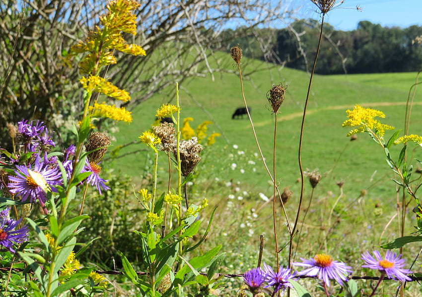 Септември на село, септември, поле, ферма, природа, трева, диви цветя HD тапет