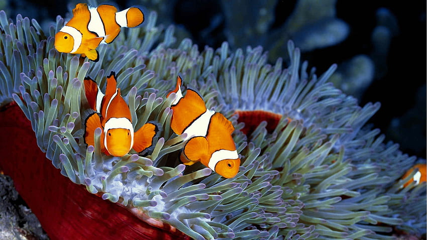 Família Clownfish, peixe, peixe-palhaço, família, anemonenfisch papel de parede HD