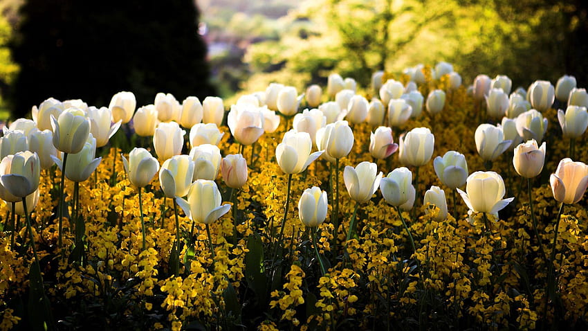 Kwiaty, Tulipany, Park, Klomb, Kwietnik, Wiosna Tapeta HD