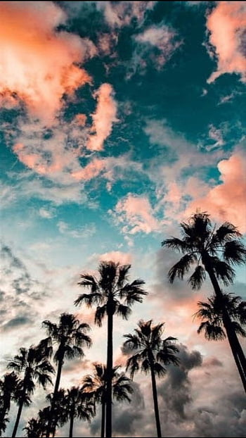 Aesthetic palm tree Wallpapers Download  MobCup