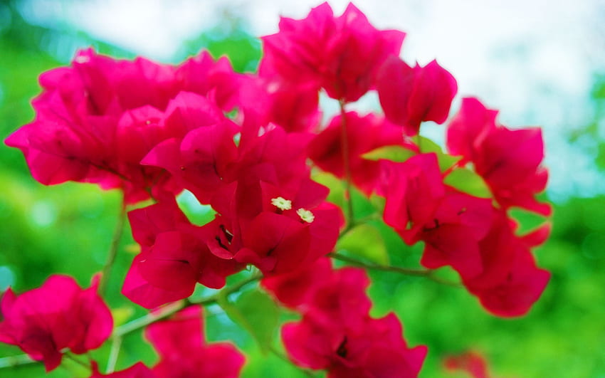 Lila Bougainvillea, lila, Blütenblätter, Garten, Natur, Blumen HD-Hintergrundbild