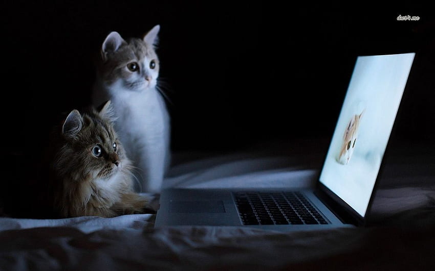 แมวกำลังดูแล็ปท็อป ลูกแมว ดู คิตตี้ แล็ปท็อป น่ารัก แมว หน้าจอ วอลล์เปเปอร์ HD