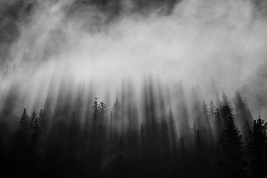 Black forest, atmosphere, cloud, beauty, natural HD wallpaper | Pxfuel