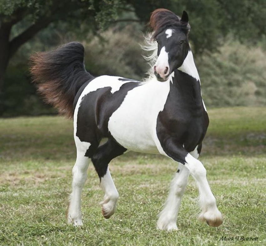 Elegant Horse, horse, mare, stallion, animals, cavalo, foal HD wallpaper