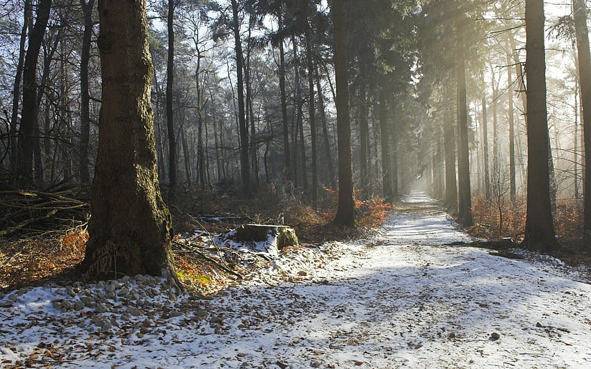 Nature, Trees, Snow, Shine, Light, Rays, Beams, Road, Forest, Stump HD wallpaper