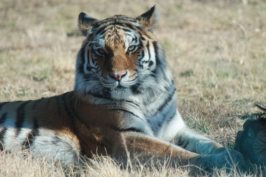 Tiger, outside, , zoo HD wallpaper