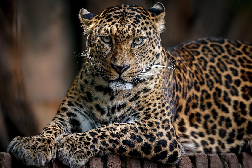 Confiante, predador, leopardo, animal papel de parede HD