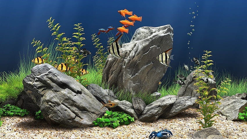 Dream Aquarium 3D schirmschoner für Windows, Süßwasseraquarium HD-Hintergrundbild