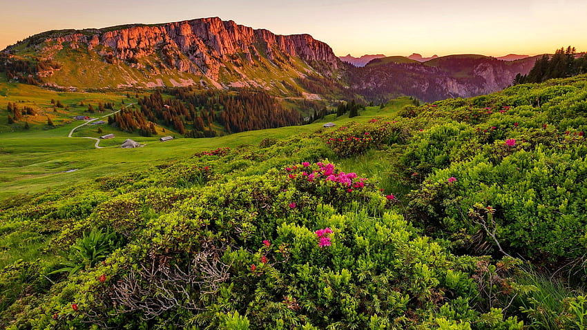 スイス アルプス、山、アルプス、丘、高山、斜面、美しい、牧草地、岩、春、野生の花、スイス、夏、緑、ビュー 高画質の壁紙