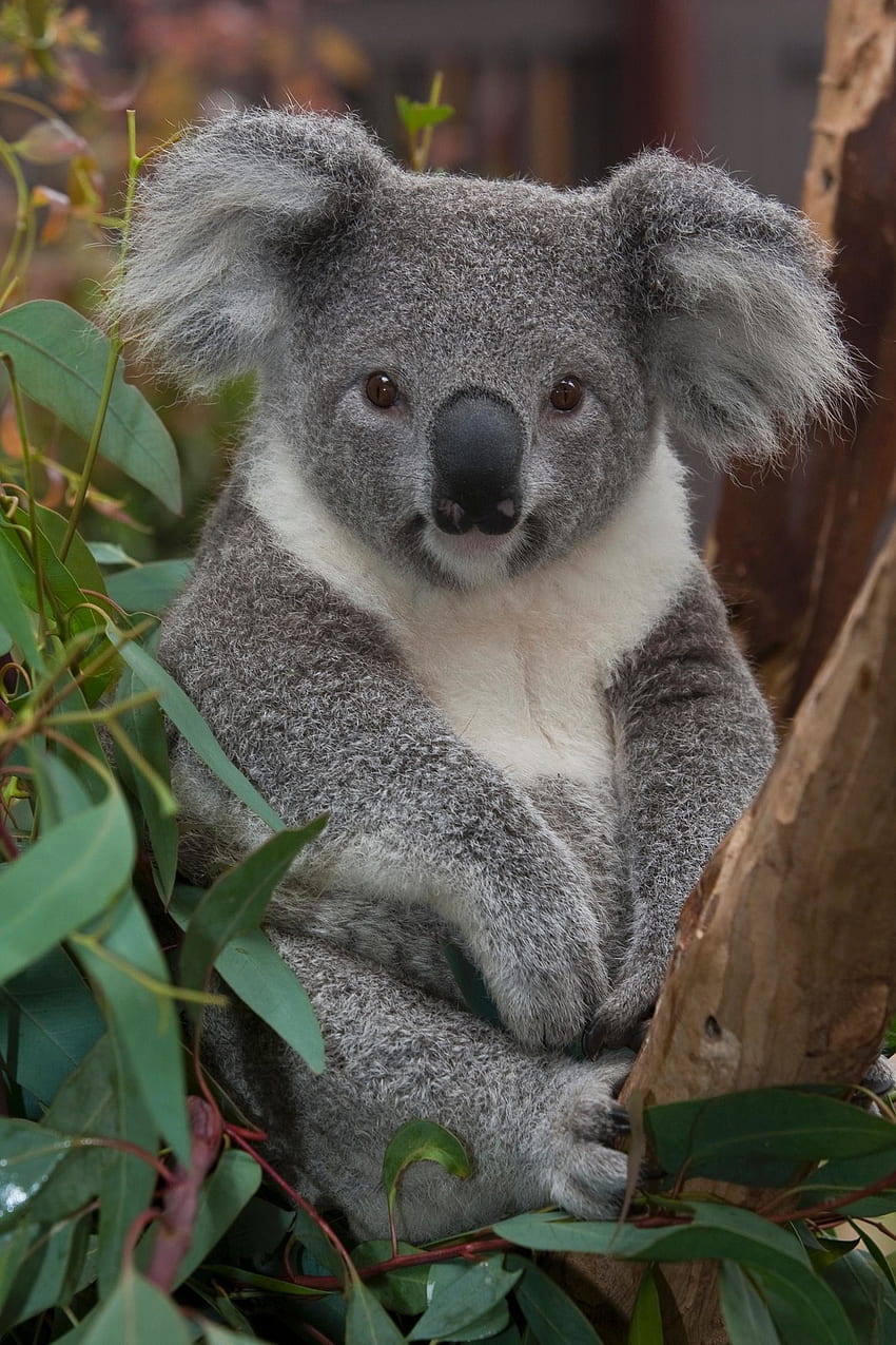 HD wallpaper animals baby Koalas  Wallpaper Flare