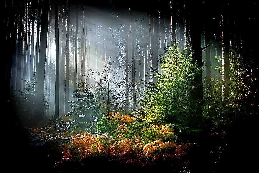 Raios no pinheiro, névoa, pinheiro, arbustos, árvores, grama, floresta, raios solares papel de parede HD