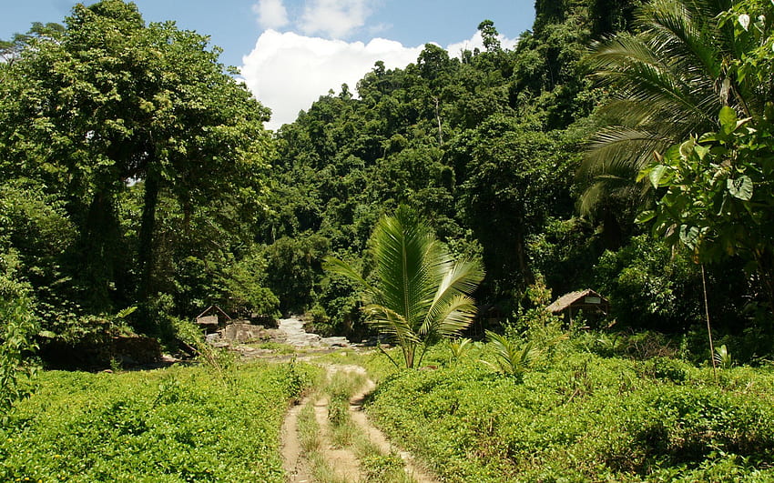 jungle, vegetation, , background, nature, , river HD wallpaper