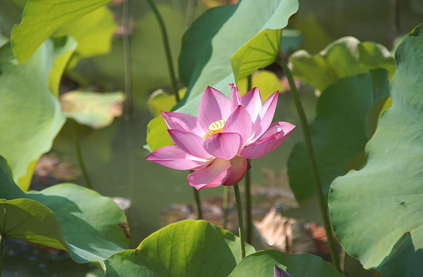 Blumen, Blätter, Lotus, Grüns, Teich HD-Hintergrundbild
