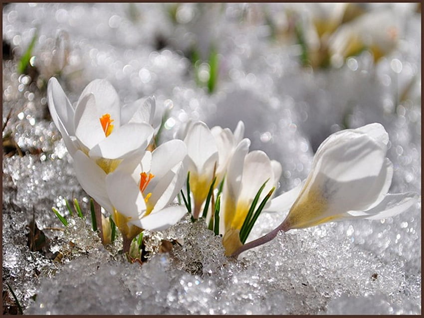 krokusy, biały, wiosna, śnieg Tapeta HD