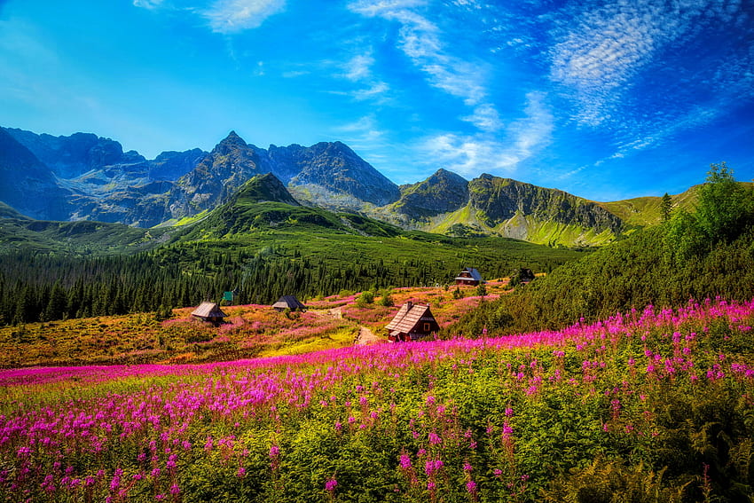 Tatra mountains, hills, Tatra, beautiful, mountain, summer, wildflowers, valley, field, view, sky, village HD wallpaper