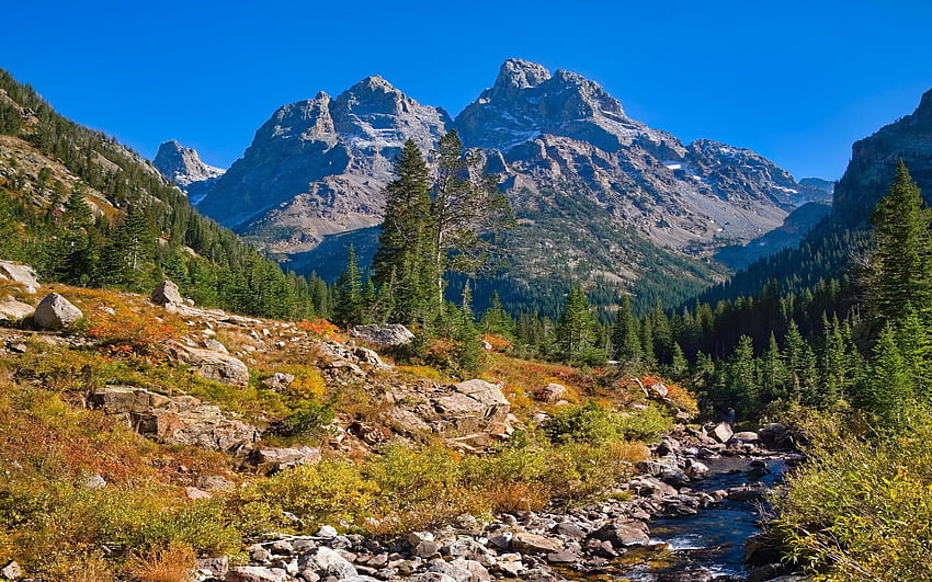 Fall is starting just above the treeline in Grand Teton National Park ...