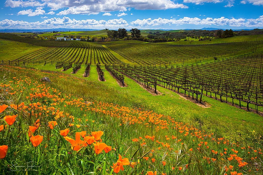California Wine Country Large Napa Valley-Grafik. Etsy. Weinland Kalifornien, kalifornische Landschaft, Landschaftsdrucke, kalifornischer Weinberg HD-Hintergrundbild