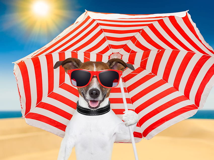 Happy Summer!, blu, cane, ombrello, bianco, jack russell terrier, spiaggia, estate, occhiali da sole, rosso, divertente, sole, caine Sfondo HD