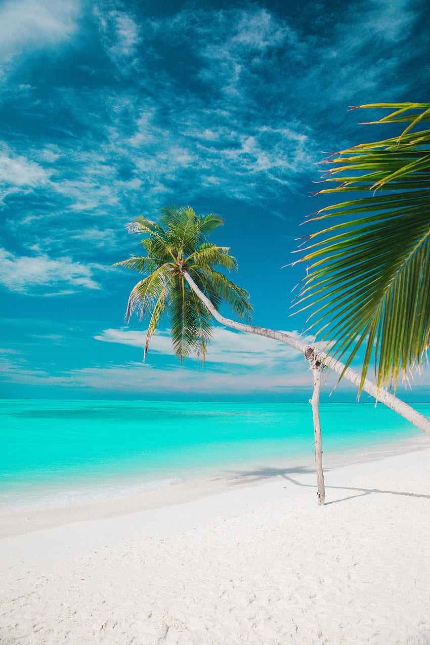 naturaleza, mar, playa, palmeras, verano, trópicos fondo de pantalla del teléfono