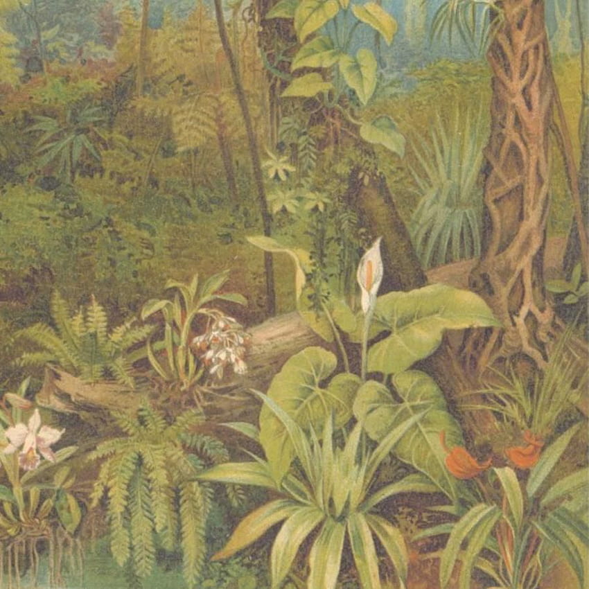 Mural de Parede Paraíso Tropical - Selva - Lascas de Madeira e Magnólia Papel de parede de celular HD