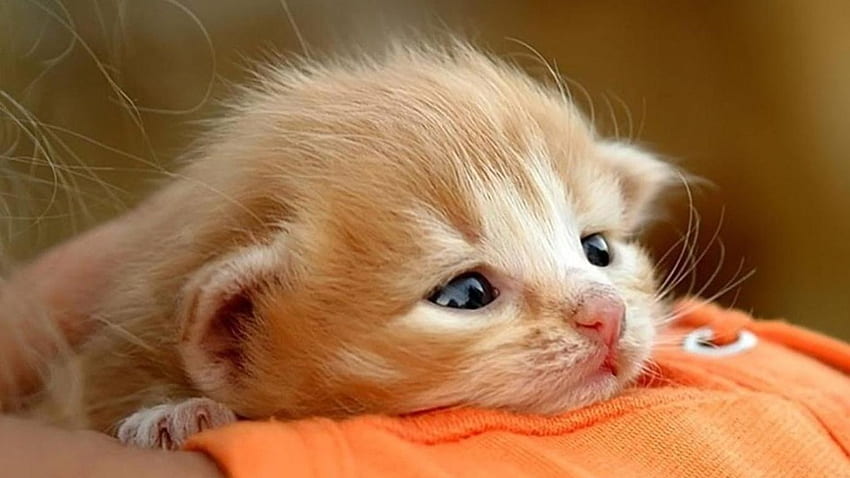 Cute Baby Cats Group, Sad Cute Cats HD wallpaper