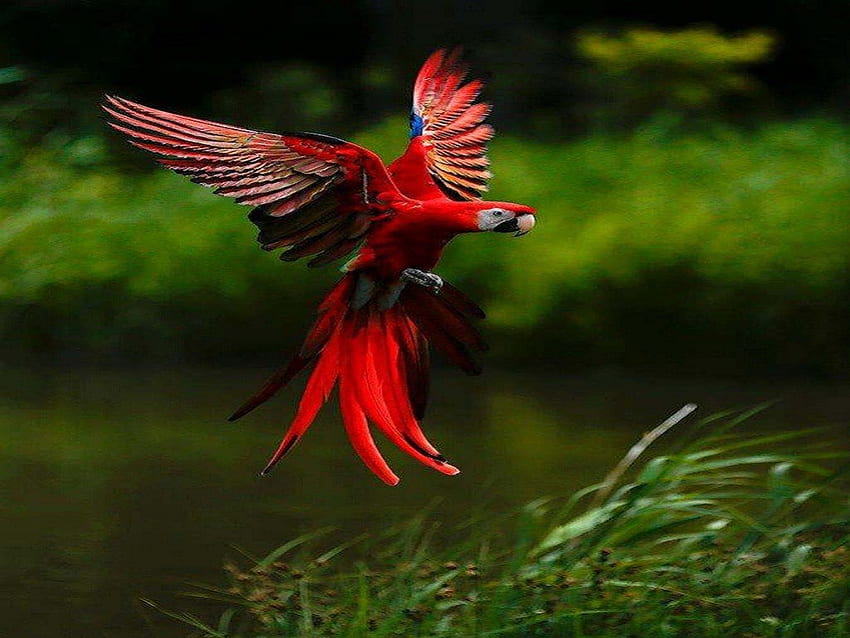 Coming In For A Landing, bird, animals, other, macaw, nature HD wallpaper