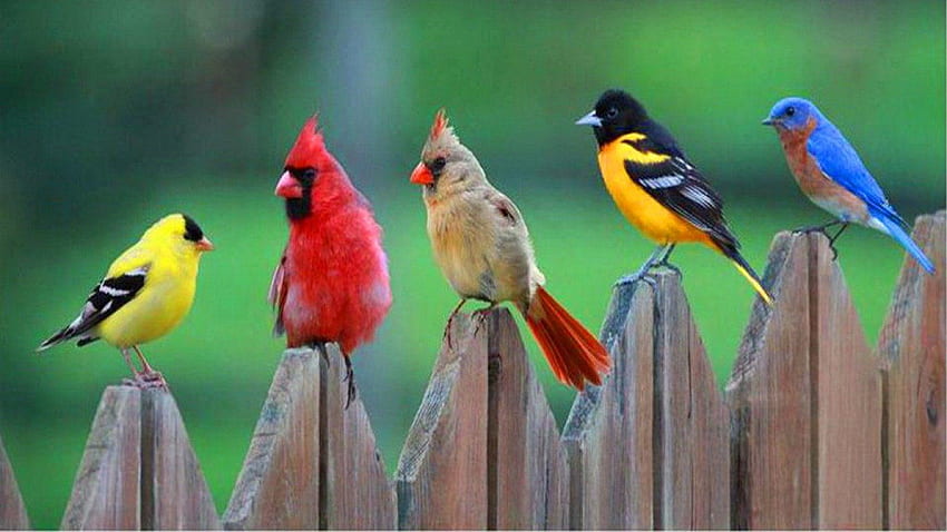 Pássaros, pássaros coloridos, pássaros coloridos papel de parede HD
