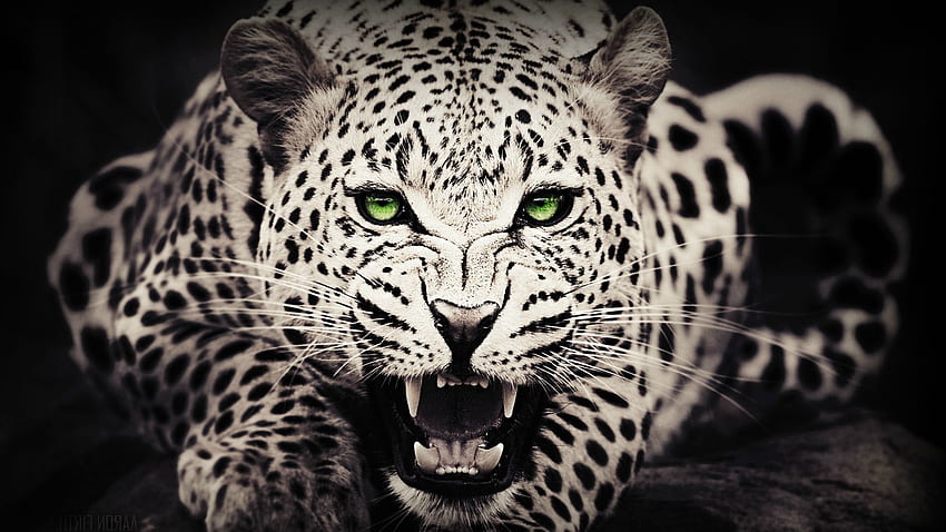 Black White Cheetah . Cheetah , Wild animal , Leopard HD wallpaper