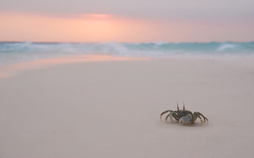 Animals, Crabs HD wallpaper