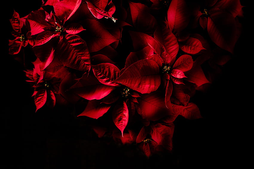 Red leaves, dark HD wallpaper