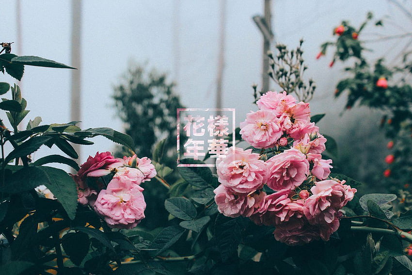 cata - here, have some (huge) aesthetic HYYH, Flower Aesthetic HD wallpaper