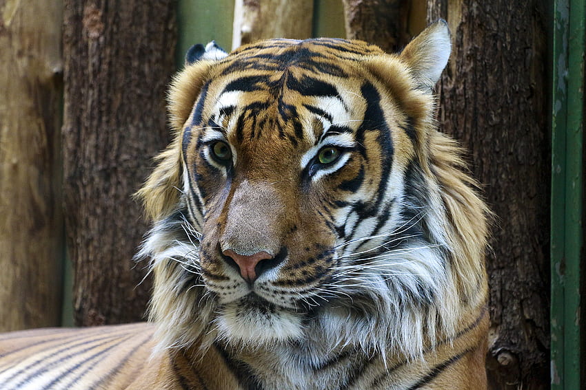 สัตว์ ปากกระบอกปืน นักล่า แมวตัวใหญ่ สายตา ความคิดเห็น เสือ วอลล์เปเปอร์ HD