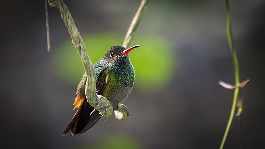 Red Black Long-Beak Colorful Hummingbird Is Perching On Tree Branch In Blur Background Birds HD wallpaper