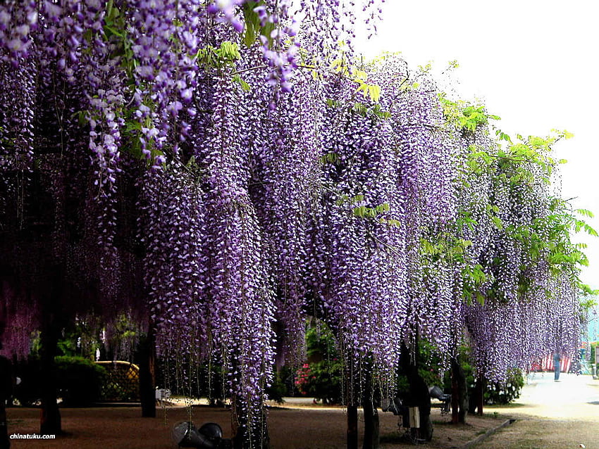 wisteria curtains, curtains, purple, wisteria, floral, nature HD wallpaper