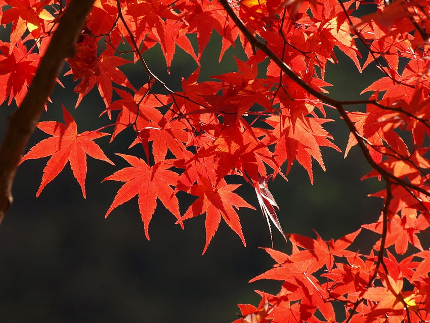 Fall Maple Leaves - , Fall Maple Leaves Background on Bat, Japanese Maple Leaves HD wallpaper