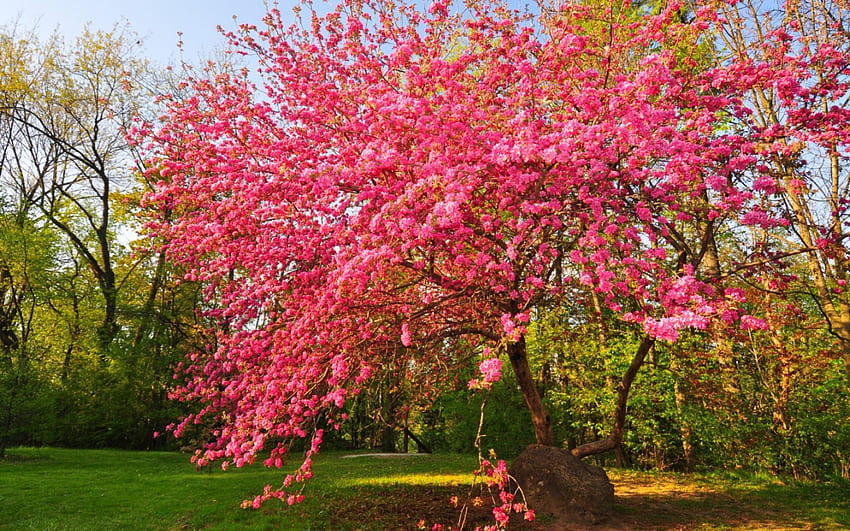ฤดูใบไม้ผลิสีชมพู สวนสาธารณะ สวน ท้องฟ้า ฤดูใบไม้ผลิ บาน ต้นไม้ วอลล์เปเปอร์ HD