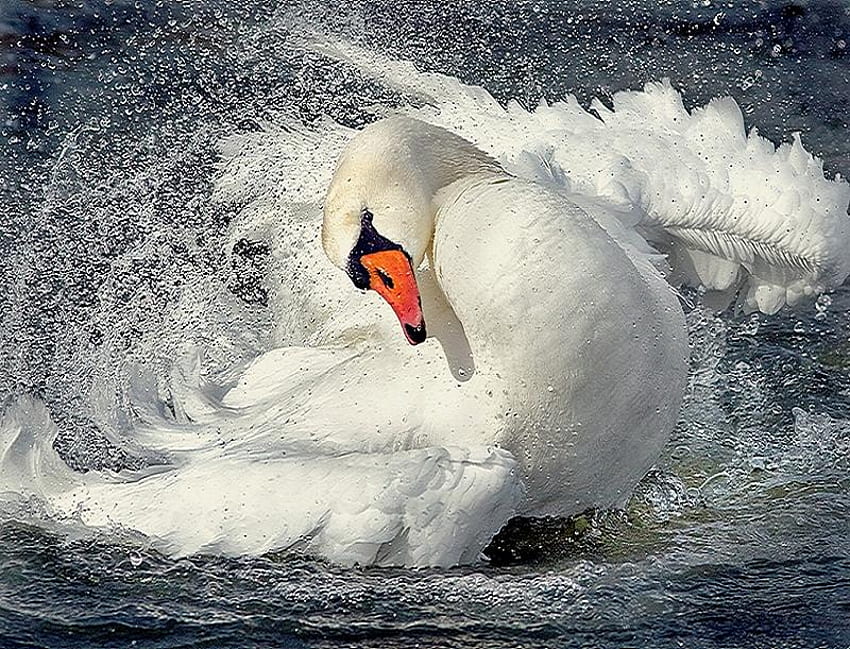 Swan shake, feathers, splash, swan, shake, water HD wallpaper