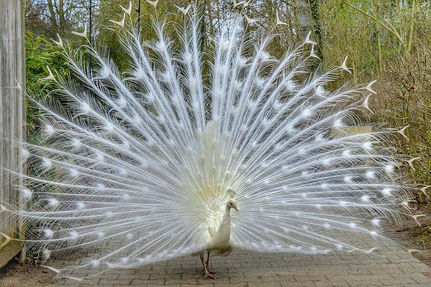 Animals, Bird, Beautiful, Peacock, Tail HD wallpaper