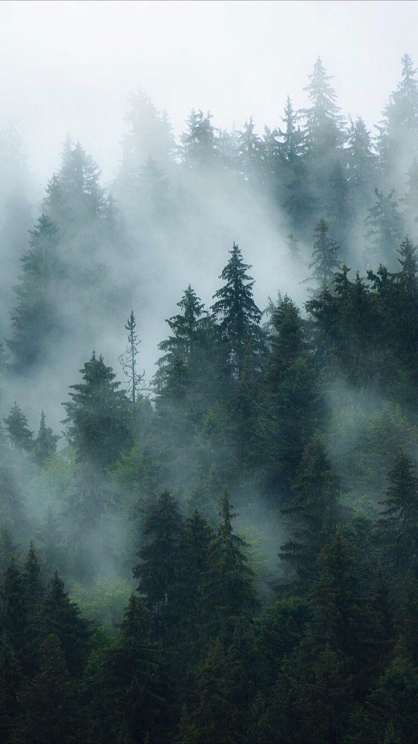 Nebliger Wald, dunkler nebliger Wald HD-Handy-Hintergrundbild