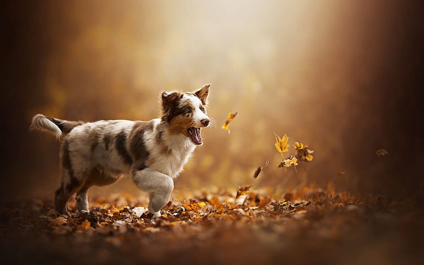 Gembala Australia, musim gugur, daun-daun berguguran, Aussie kecil, anjing, hewan peliharaan lucu, anak anjing kecil dengan resolusi . Kualitas tinggi Wallpaper HD