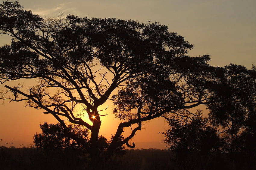 Nature, Trees, Sunset, Night, Africa HD wallpaper