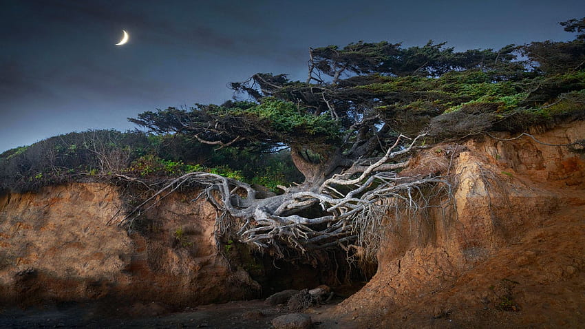 워싱턴 해안의 생명의 나무, 밤, 바다, 달, 바위, 미국 HD 월페이퍼