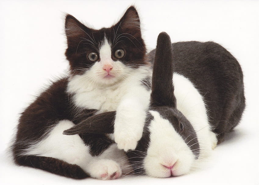 Kitten and bunny, kitten, animal, white, black, cute, cat, pisica, bunny, couple, funny, easter, rabbit HD wallpaper