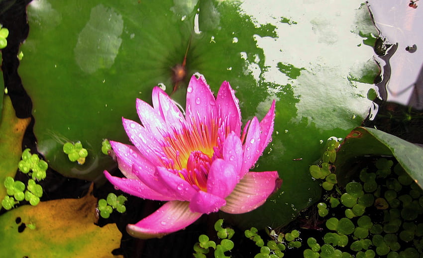 Lotus, Lotusblätter, hübsch, Teich HD-Hintergrundbild