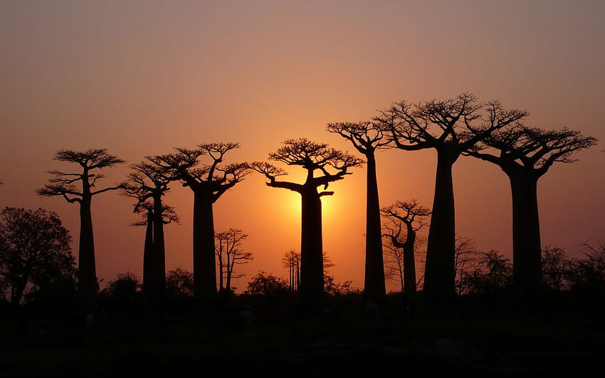 baobab Günbatımı Baobab Ağacı . Ağaçlar, Madagaskar Manzarası HD duvar kağıdı