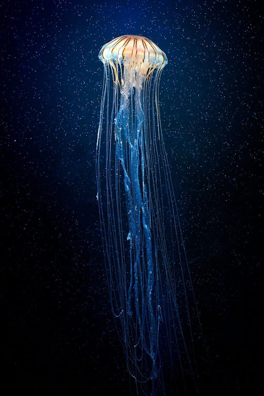 iPhone . Méduse, Cnidaires, Invertébrés marins, Bioluminescence Fond d'écran de téléphone HD