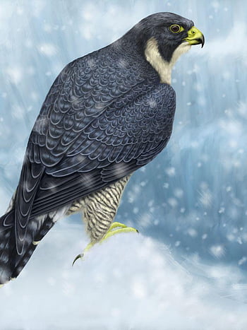 Wallpaper ID: 263296 / eagle falcon beak and eye hd, 4k Phone Wallpaper