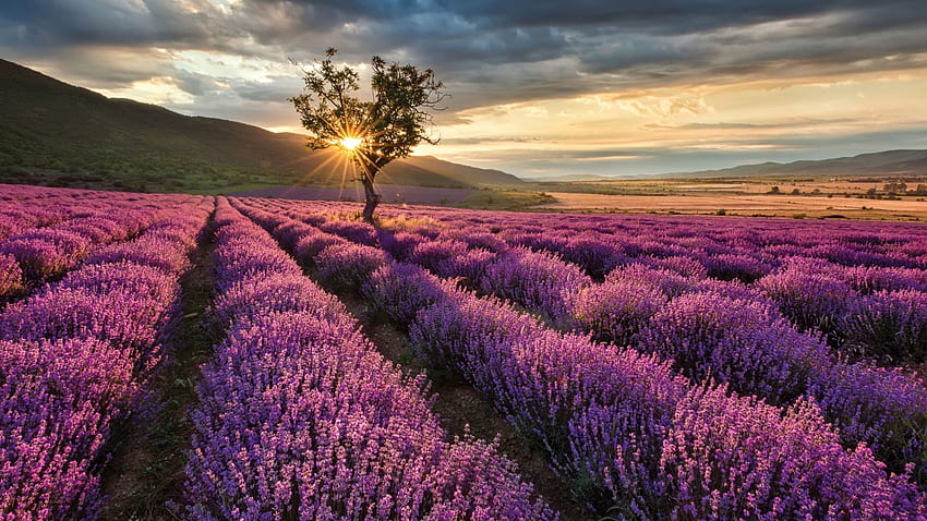 Lavender-Field Sunset, Field, Nature, Sunset, Lavender HD wallpaper