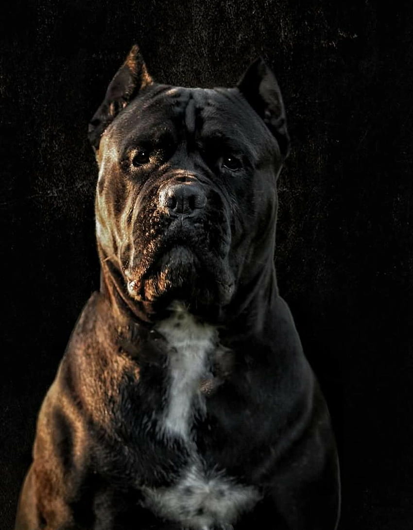 Anjing Cane Corso. Cane corso dog, Cane corso, Anjing, Black Cane Corso wallpaper ponsel HD